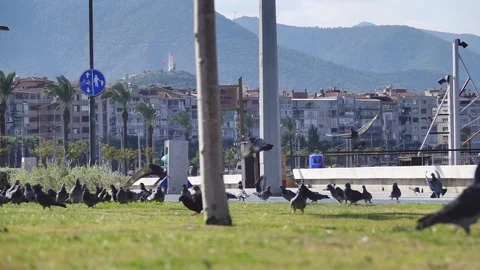Close Up Of City Pigeons Stock Footage 142766840