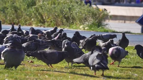 Close Up Of City Pigeons Stock Footage 142767279