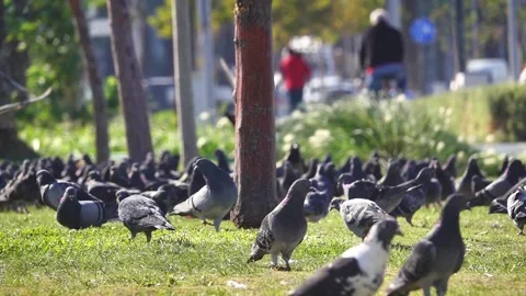 Close Up Of City Pigeons Stock Footage 142768370