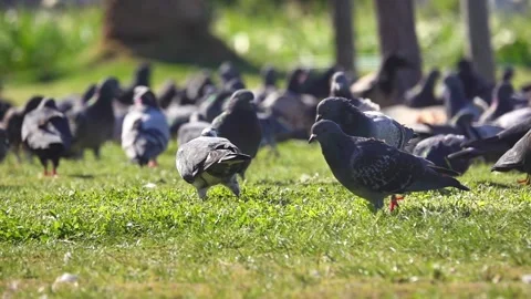 Close Up Of City Pigeons Stock Footage 142770043