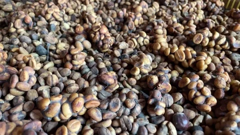 Close-up of civet droppings used in unique process of making Kopi Luwak coffee Stock Footage 283430487