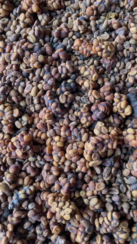 Close-up of civet-processed coffee beans for Kopi Luwak in Bali, Indonesia Stock Footage 321608535