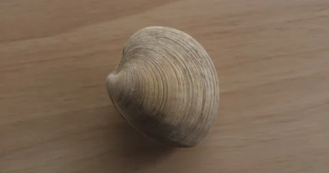 Close-up of clam on table Stock Footage 146442157