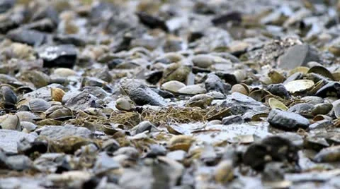Close up of clams spitting Stock Footage 10745123