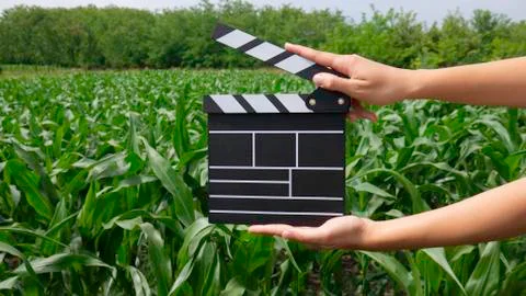 Close up of a clapperboard in hands on a corn field. Foto stock