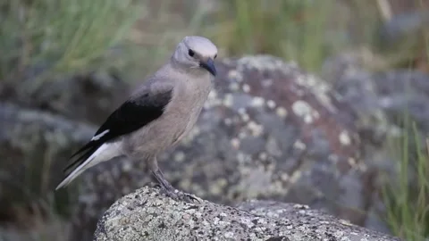 Close-up of a Clark's Nutcracker on a rock Stock Footage 292833594