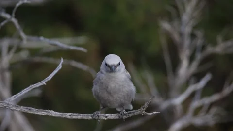 Close-up of a Clark's Nutcracker sitting on a branch 스톡 동영상 292834132