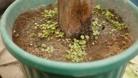 Close up of a clay flower pot rim filled with dark rich moist soil compost and Stock Footage 340809110