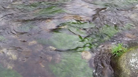 Close up of clean water flowing in a small mountain river Stock Footage 122083725