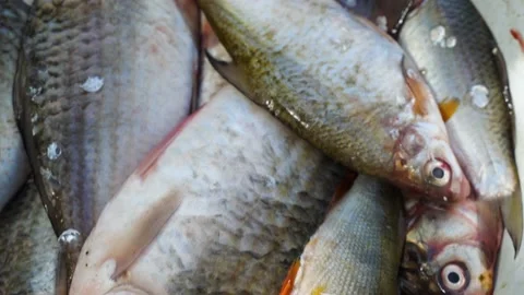 A close-up of a cleaned fish lying in an iron bowl. The carp and roach Stock Footage 220475466