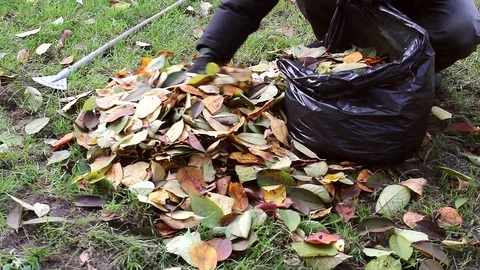Close-up cleaning fallen leaves in the garden, cleaning the lawn. The concept Stock Footage 119077824
