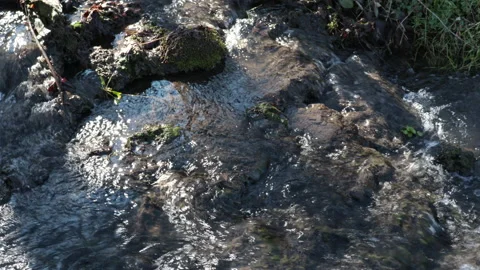 Close up of clear and pure water from a stream flows through nature in forest Stock Footage 149131142