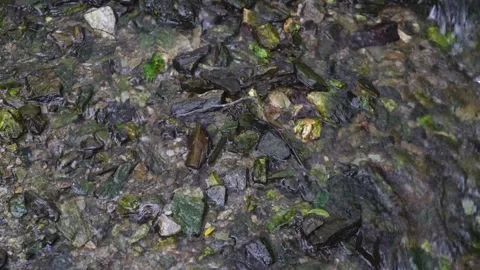 Close-up of clear flowing water over rocks in shallow stream, calming nature Stock Footage 332076042
