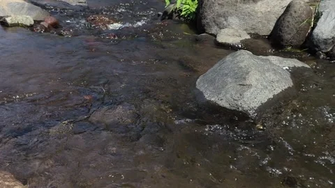 Close-up of a clear mountain stream flowing rapidly over dark rocks. Stock Footage 338330991