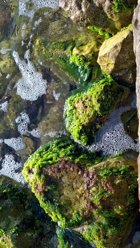 Close-up of clear sea water splash and waves washing over rocks covered with Stock Footage 345507556