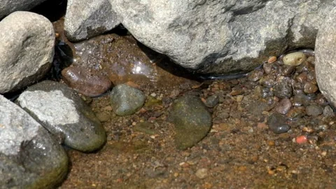 Close up of a clear spring on the riverbank Stock Footage 323042373