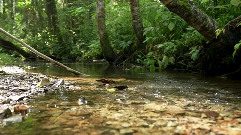 Close-up of Clear Stream Flowing Through Sunny Forest Video stock 314006126