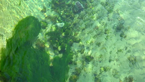 Close up of clear stream water and green underwater weed - top view. Stock Footage 304002755