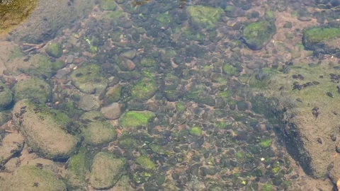 Close-up of clear stream water flowing over moss-covered stones Video stock 347571907