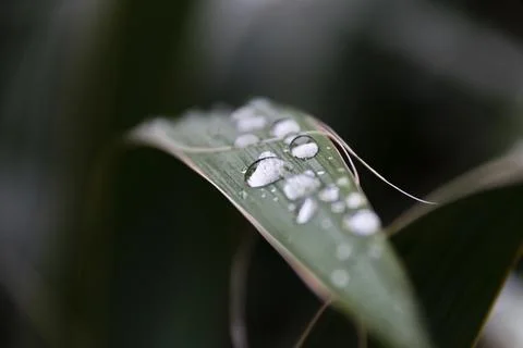 Close-up of clear water droplets resting on a vibrant green tropical leaf s.. Stock Photos