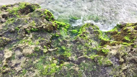 Close-up clear waves hits mossy rocks Stock Footage 295860782