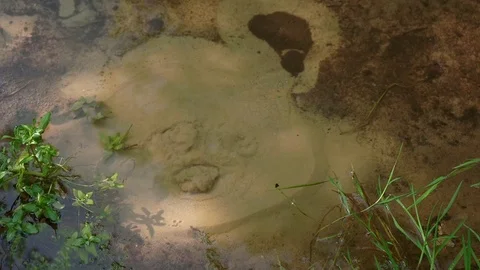 Close-up of a clear wellspring, fresh water Stock Footage 115860387