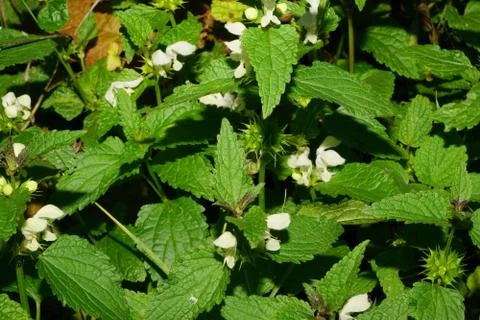Close-up of the clearing dead-nettle Lamium album with flowers in a meadow Stock Photos