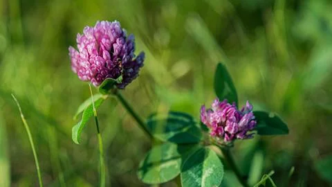 A close up of a clever flower Foto stock