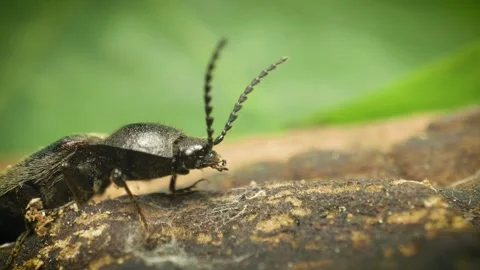 Close-up of the click beetle (Hemicrepidius hirtus) Stock Footage 316205560