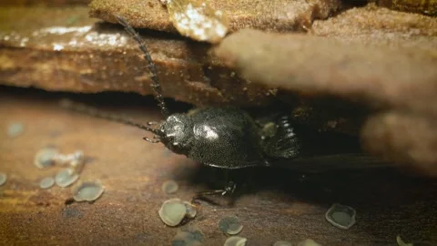 Close-up of the click beetle (Hemicrepidius hirtus) Vidéo 316205567