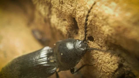 Close-up of the click beetle (Hemicrepidius hirtus) Stock Footage 316205570