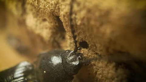 Close-up of the click beetle (Hemicrepidius hirtus) Stock Footage 316205583