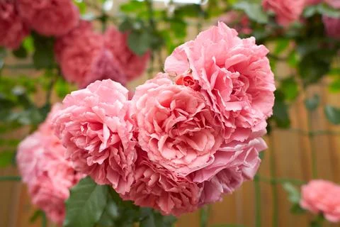 Close-up of climbing pink roses with green leaves Stock Photos