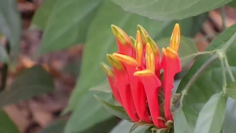Close up of Clinacanthus nutans flower Sabah snake grass fixed shot. Stock Footage 342302353