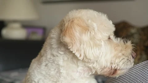Close up clip of dog looking around Stock Footage 270417912
