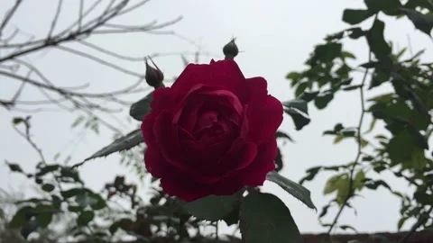Close-up clip red rose moving in the wind on a cloudy day, enjoying birds sound Stock Footage 168756936