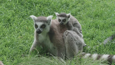 Close up clip of a ring tailed lemur mother with her cute pup. 4K locked tripod Stock Footage 155949575