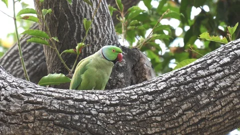 Close up clip of a rose-ringed parakeet perched on a tree in agra Stock Footage 129593528