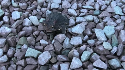 A Close Clip of a Toad or Frog Stock Footage 155717940
