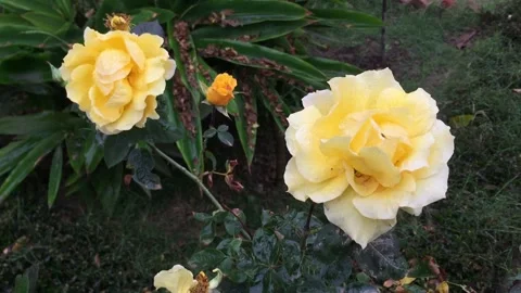 Close-up clip of two yellow roses in rain Stock Footage 169130409