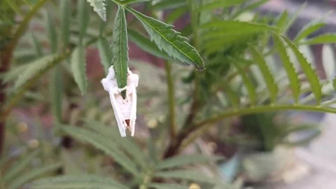 A close-up clip of a white insect pupa hanging from a marigold leaf, Stock Footage 322221281