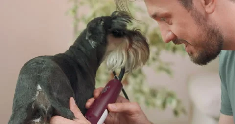 Close up of clipped yorkshire terrier, with its back to the camera, and hands Stock Footage 140143943