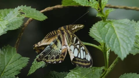 Close up of clipper butterfly Stock Footage 251276308