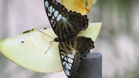 Close up of clipper butterfly Video stock 251277363