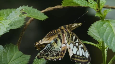 Close up of A clipper butterfly Stock Footage 251375934