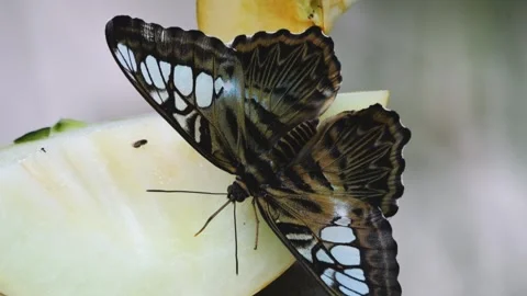 Close up of A clipper butterfly Stock Footage 251377664