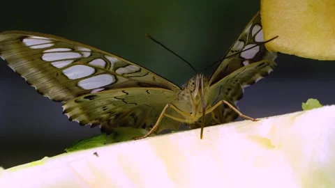 Close up of a clipper butterfly Stock Footage 251740959