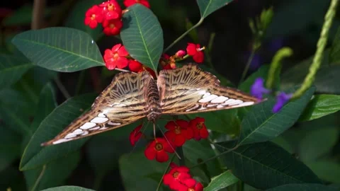 Close up of a clipper butterfly  Stock Footage 267496037