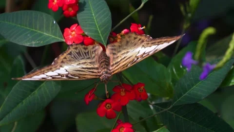 Close up of a clipper butterfly Stock Footage 267712079