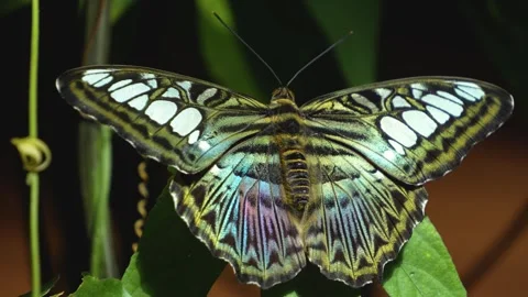 Close up of a clipper butterfly Stock Footage 272621280